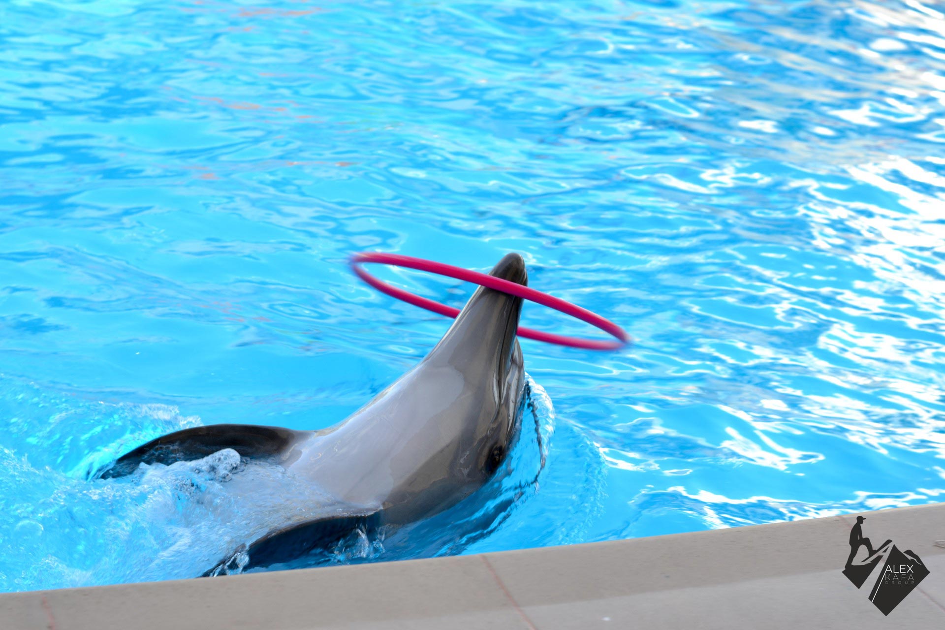 Четвертая фотография дельфинария в Коктебеле - пансионат Лазурный Коктебель