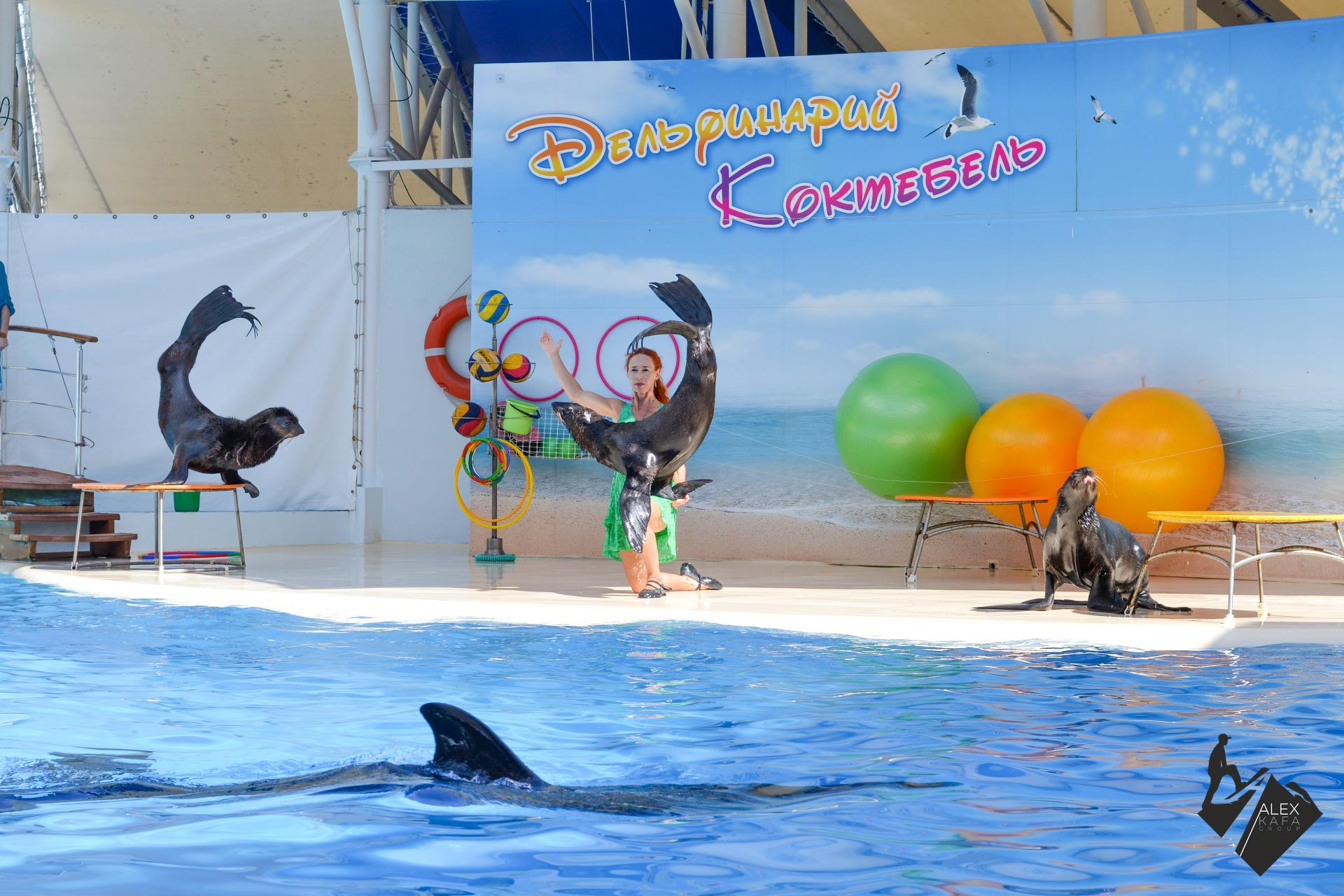 Восьмая фотография дельфинария в Коктебеле - пансионат Лазурный Коктебель